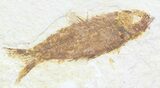 Bargain, Knightia Fossil Fish - Wyoming #60441-1